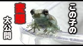 カエルの一生 Youtube