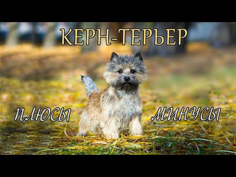 КЕРН ТЕРЬЕР. Плюсы и минусы KERN TERRIER