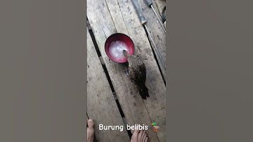 ライチョウはご飯を食べる🍚burung belibis makan nasi 🍚 #burung #belibis