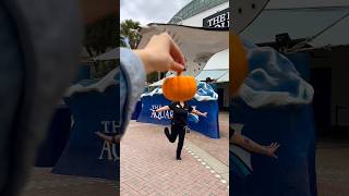 There’s a chill in the air and cozy fall vibes all around at The Florida Aquarium! ✨🎃✨