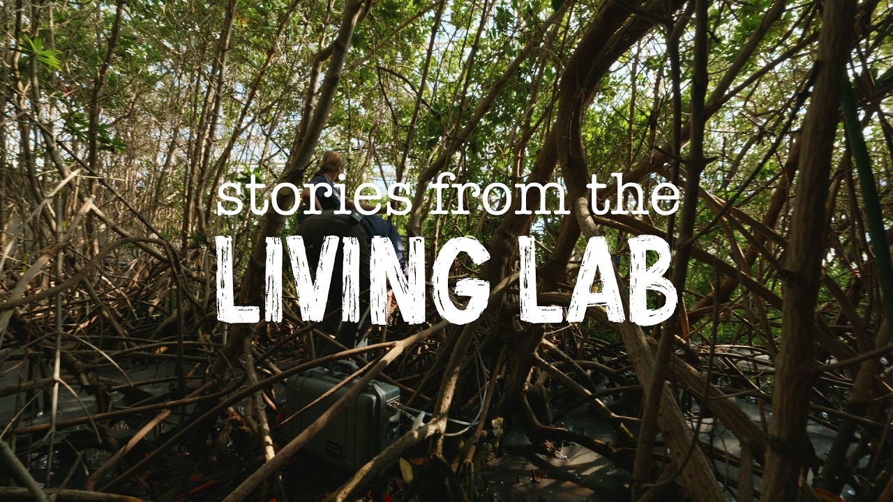 Истории из живой лаборатории | Мангровый биом Биосферы 2