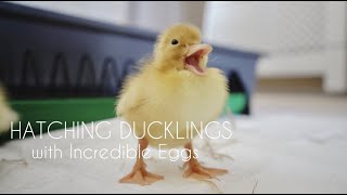 HATCHING DUCKLINGS 2021 with Incredible Eggs | WATCH US HATCH!! | HOMESCHOOL U.K.