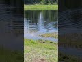 Otter 🦦 family vs bird 🐦 vs great dane 🐕 What in the survival of the fittest is going on here 🤔🤭