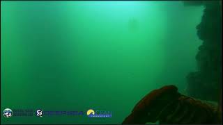 California  Spiny Lobster, the fan tail… 8:30 eastern standard time , Scripps Pier,La Jolla CA