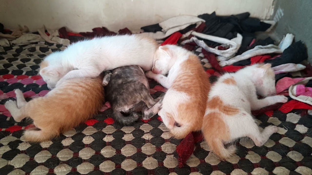 The tiny kittens are sleeping well together very lovely