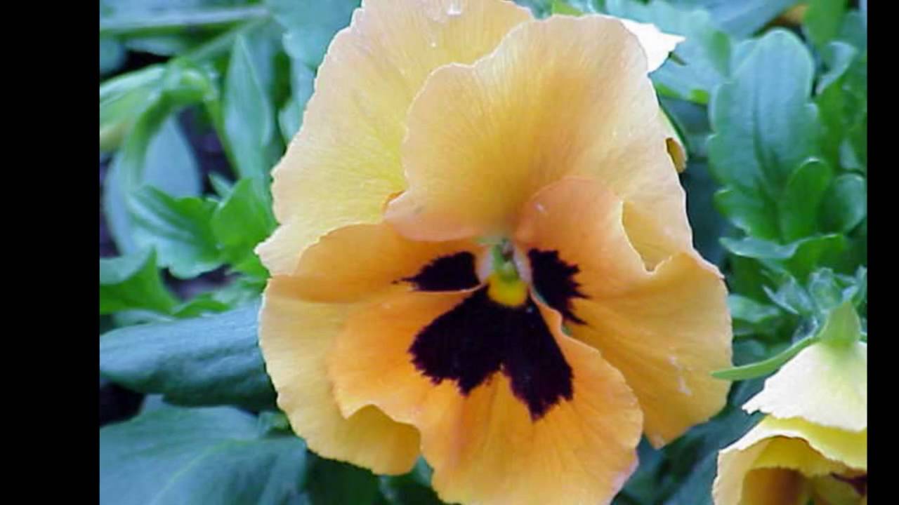Robert Stolz, 20 Blumenlieder - Stiefmütterchen (Pansy, La pensée)
