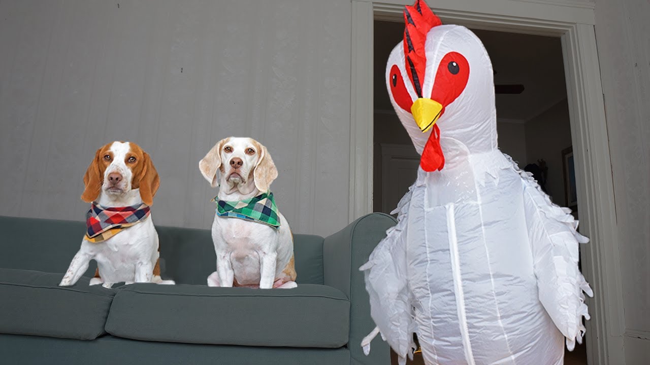 Dog vs Giant Chicken Prank Funny Dogs Maymo, Potpie & Penny YouTube