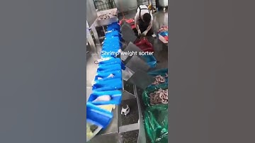 Weight sorting machine: Shrimp weight sorting machine#seafood weight sorter #weight grading machine