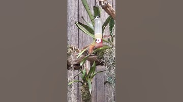 RARE Shot of an Emerald Hummingbird Flying to the Sweet Nectar!
