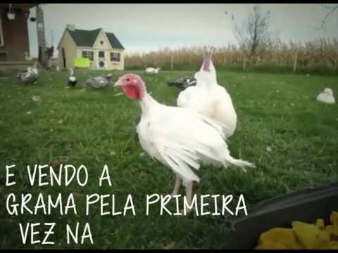 vegetariano near me A linda história de Naomi, um peru resgatado do abate