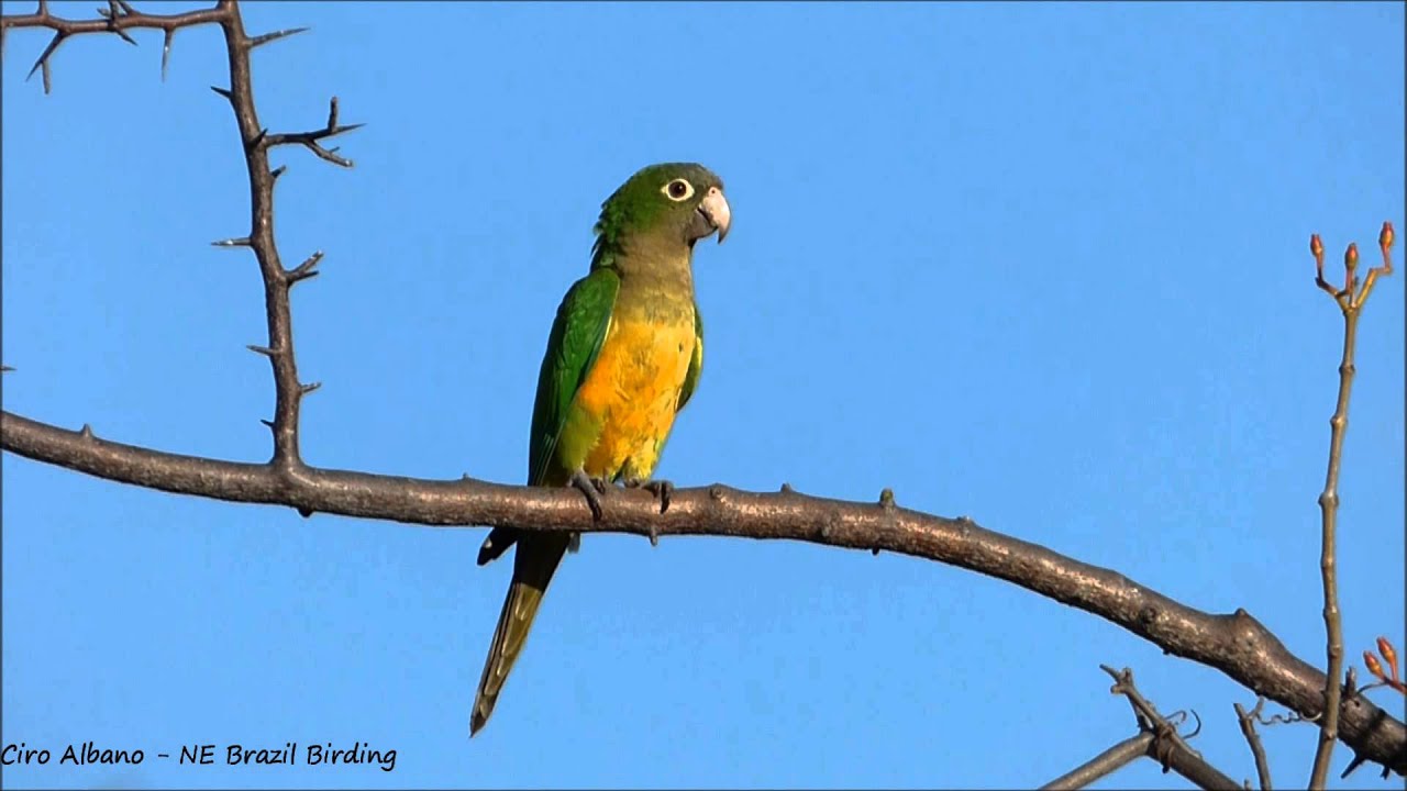 Cactus Parakeet - Periquito-da-caatinga - Eupsittula cactorum - 