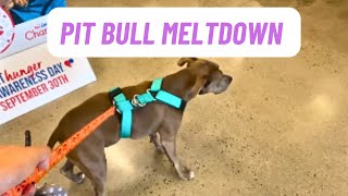 Pit Bull Causes a Scene Leaving PetSmart 🚨