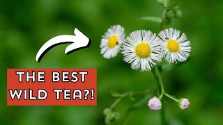 Fleabane, the best wild tea you