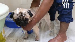 Simba's Uncut Bathroom Clip On Popular Demand 🤣🤣🤣 | How To Bathe A Pug