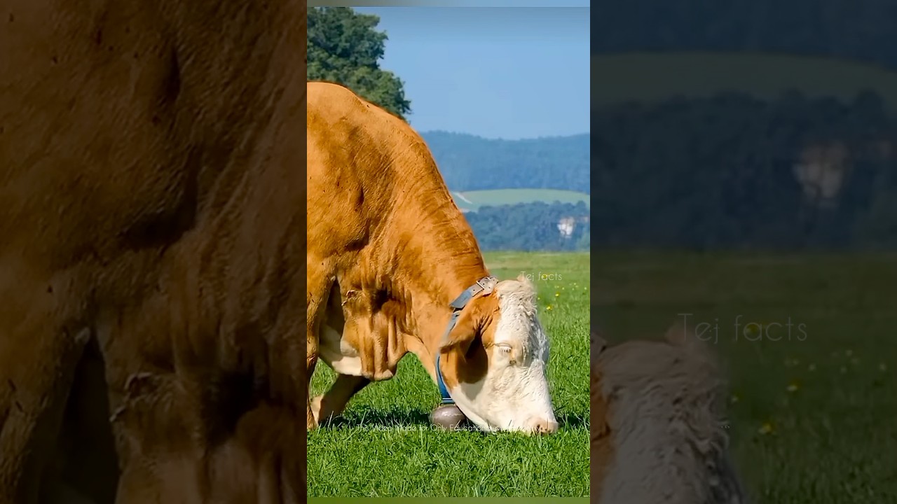 Why Herbivores Eat meat ? 😱 #telugufacts #amazingfacts #factsintelugu #shorts #tejfacts