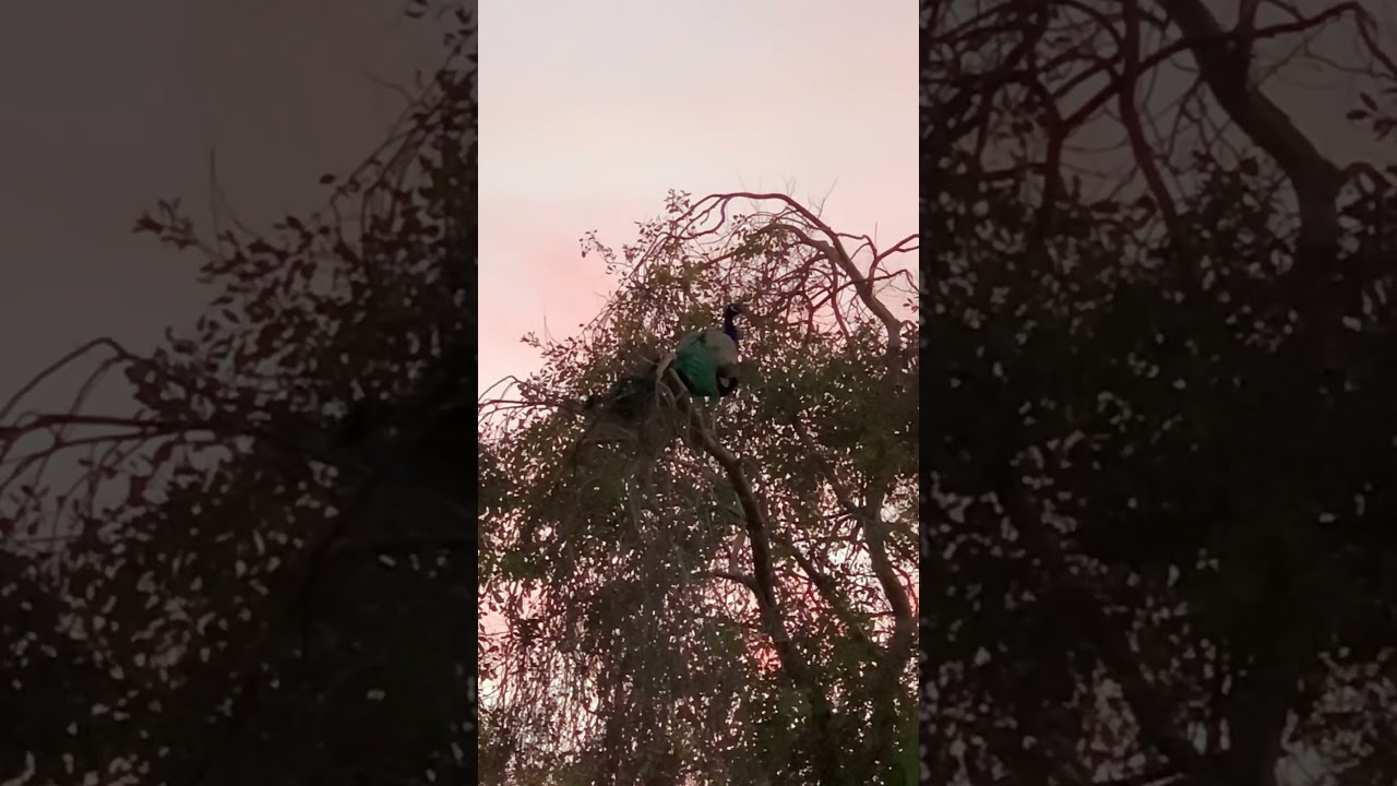 Majestic Peacock enjoying the sunset