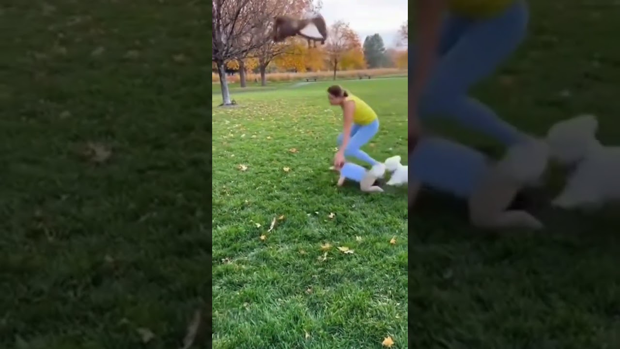 Eagle Tries to Snatch Baby – You Won’t Believe What Happens Next! 