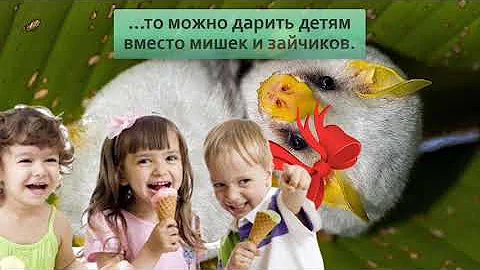 Белый листонос: Ломают стереотипы о летучих мышах. Милые, белоснежные, едят только фрукты