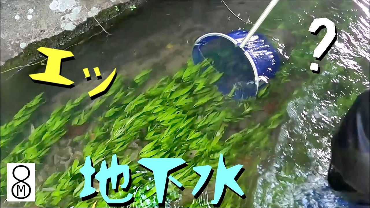 エッ、こんなところに? 地下水が流れる水路で捕れたのは…