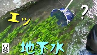 エッ、こんなところに？　地下水が流れる水路で捕れたのは…