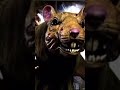 Spirit Halloween Mutant Sewer Rat 2025 Animatronic