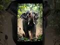 Motu hathi ki kahani#animals #elephant #short videos#trending #ai#comedy #viral #Cartoon