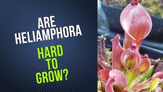 Are Heliamphora Hard To Grow?