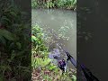 JANGAN LUPA MANCING !! #mancing #serunyamancing #mancingmania #senangmancing #fishing #asikmancing