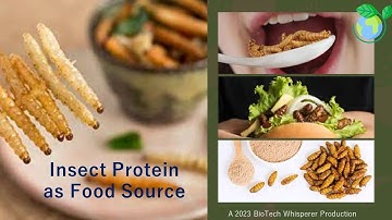 Insect Protein as Food Source Explained in 6 Minutes