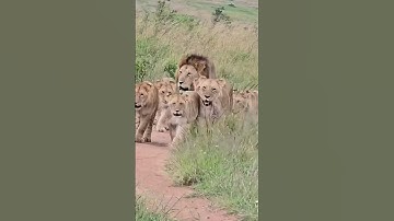 The Biggest Pride Lions Family in Maasai Mara National Reserve | #lion #wildlife #animals #shorts