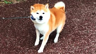 暑いいいい、もう帰るうううう。な柴犬
