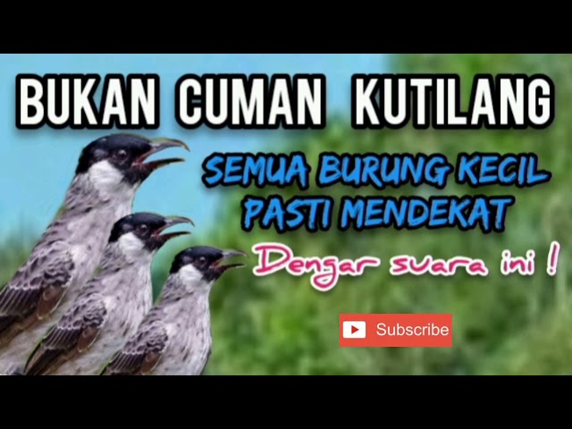 SUARA PIKAT KUTILANG KEJEPIT class=