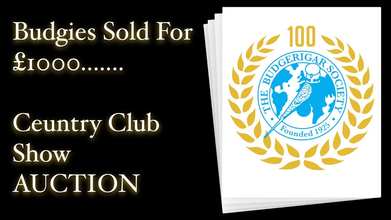 Budgie SOLD for £££££! Full Auction at Century Club Show | Budgerigar Society UK