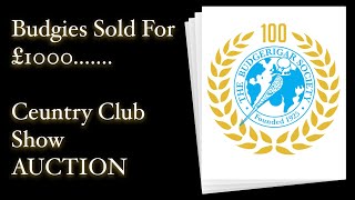 Budgie SOLD for £££££! Full Auction at Century Club Show | Budgerigar Society UK