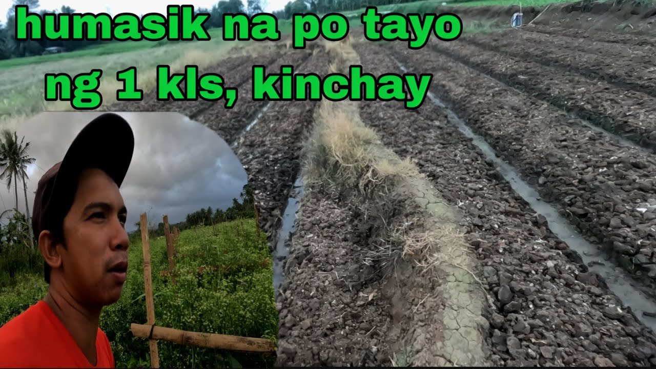 Pag punla ng kinchay humasik na po TAYO ng 1 kilo na buto