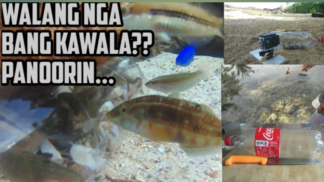 DIY Fish Trap Plastic Bottle  