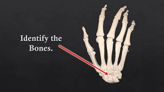Complete Skeletal System Bones Virtual Flash Cards for Practical Exam Updated 3-17-2023