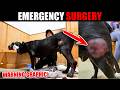Cane Corso Emergency Surgery - WARNING GRAPHIC