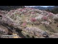 吉野梅郷（梅の公園）梅祭り2013