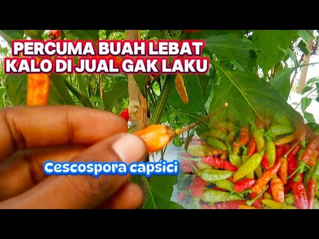 Cara Mengatasi Busuk tangkai buah cabe Berwarna Hitam & Coklat Kering class=