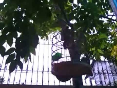 Video chim hoành hoạch (quành quạch) - youtube