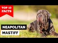 Neapolitan Mastiff - Top 10 Facts の動画、YouTube動画。