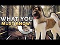 AKITA 101! Everything You Need To Know About Owning A Akita Puppy