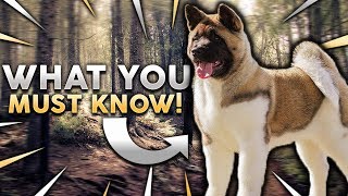 AKITA 101! Everything You Need To Know About Owning A Akita Puppy