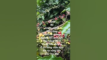 bán vườn trái cây xum xê ở xà bang châu đức bà rịa vũng tàu#shorts