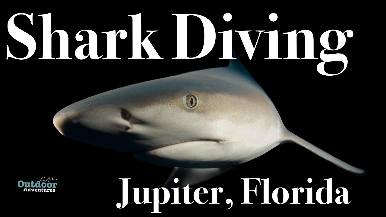 5 Tips for Diving With Big Sharks (Jupiter, Florida)