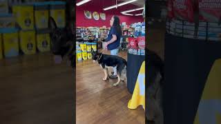 Private lessons at Pet Supermarket. #dogcoach #yourdog #germanshepherd #yourpet #buildconfidence