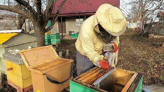 Хотів врятувати бджолосімю  Бджільництво 2023