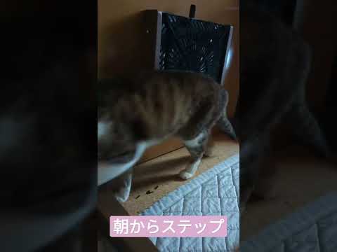 朝からステップ猫 - Happy cats - #Shorts