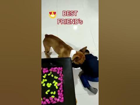 Atharv and dog playing together. - YouTube